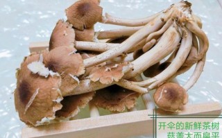 茶树菇哪里的好（茶树菇哪里的好吃）