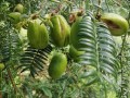 香榧哪里好（香榧子产地哪里最好）
