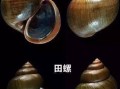 螺蛳的肠子能吃吗,螺蛳哪里不能吃图解