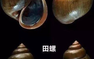 螺蛳的肠子能吃吗,螺蛳哪里不能吃图解