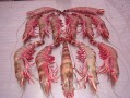 唐山哪里盛产海鲜,狗虾是什么品种