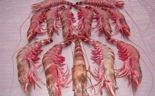 唐山哪里盛产海鲜,狗虾是什么品种