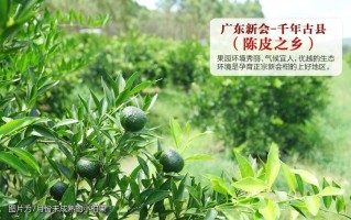 哪里陈皮最好（新会陈皮哪个产地最好）