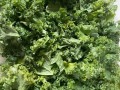 在广州羽衣甘蓝哪里有得卖,食用羽衣甘蓝哪里有卖的