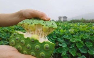 莲蓬哪里的最好（莲蓬哪里的最好吃）