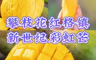 四川攀枝花红玉芒果介绍,攀枝花芒果是哪里特产
