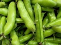 蚕豆哪里好（蚕豆各地叫法有什么不同）