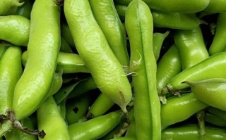 蚕豆哪里好（蚕豆各地叫法有什么不同）