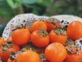 柿子哪里不能吃（柿子哪里不能吃图片）
