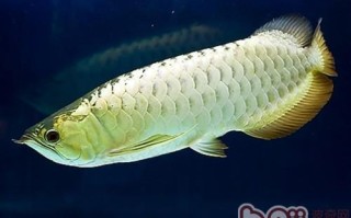 黄金鲽鱼好吃吗,黄金鳉吃什么
