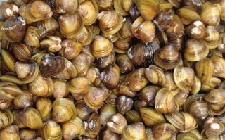 蛤蜊哪里好吃（河里的蛤蜊哪里卖）