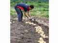 土豆哪里哇（怎样挖马铃薯）