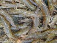 中国市面上的虾都是哪里的,虾子的产地