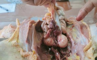 鸡腰子的汁是尿吗,鸡肾脏在哪里生长