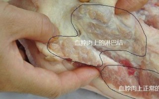 猪肉哪里不能吃（猪肉哪里不可以吃）