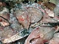 湖南哪里淹了（湖南腌鱼需要几天）