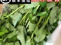 藿香叶子能冷冻保存吗,藿香叶哪里买的到