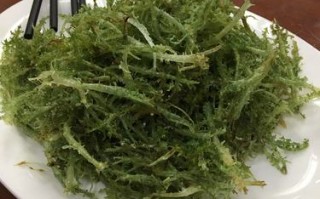 鹿角菜生长哪里（鹿角菜是什么菜）
