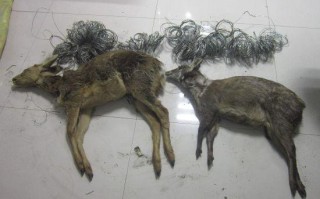 哪里卖狍子肉（邢台哪里有卖狍子肉的）