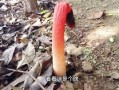 长得像蛇的蘑菇,血菇长在哪里图片