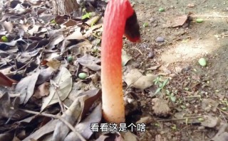 长得像蛇的蘑菇,血菇长在哪里图片