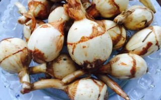 芡菇产于哪里（茨菇哪里产的）