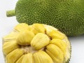 去马来一号工作怎么样（马来西亚一号菠萝蜜好吃吗）