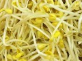 什么样的豆芽不能吃的,豆芽哪里不能吃生物