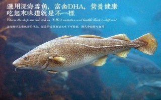 鳕鱼哪里好（哪里的鳕鱼好吃）