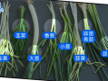 冬天的蒜苗香还是夏天的,青蒜哪里能吃啊