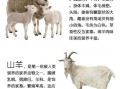 羊的哪里可以吃（羊的哪里吃了最补?）