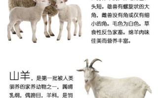 羊的哪里可以吃（羊的哪里吃了最补?）