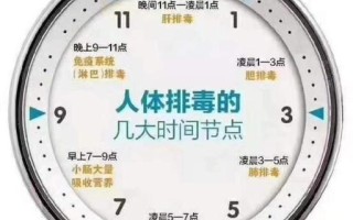 上午到哪里吸收（上午排毒时间）