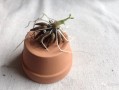 毛茛 敷哪里（毛茛敷哪里）