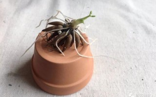 毛茛 敷哪里（毛茛敷哪里）