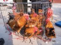县城卖土鸡的利润怎么样,县城开家叫了只鸡怎么样赚钱