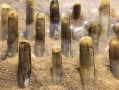 竹节蛏哪里有（厦门哪里可以挖竹节蛏）