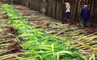 全国十大甘蔗之乡,新疆甘蔗哪里有