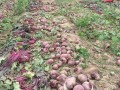 甜菜根产地在什么地方,甜菜根哪里种的最好