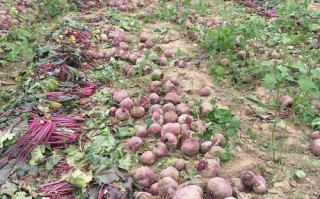 甜菜根产地在什么地方,甜菜根哪里种的最好