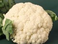 菜花哪里有（菜花哪里有营养）