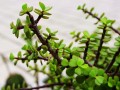 马齿苋哪里有（哪里有野生的马齿苋树）