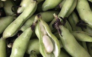 蚕豆新鲜分几种,鲜蚕豆哪里有卖