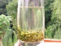高山绿茶哪个地方产最好,哪里绿茶比较好