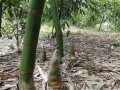 广西哪里有竹笋（广西哪里有竹笋批发）