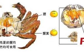 螃蟹吃哪里的肉（螃蟹吃哪里的肉图解）
