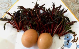 香椿哪里能吃（香椿吃哪个部位）