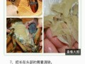 波士顿龙虾胃囊在哪里（看波士顿龙虾）
