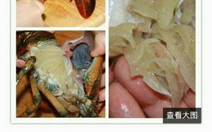 波士顿龙虾胃囊在哪里（看波士顿龙虾）