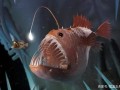 深海800米怎么样（海底800米处有什么生物）